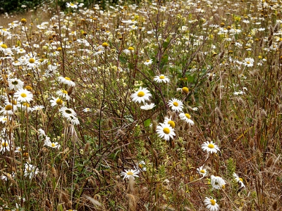 [A sea of whiteness interspersed with stems and yellow dots(center of flowers). This is more of a side view of the daisy field.]